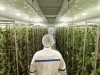 Aralab-Cannabis-Drying-Room