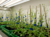 Aralab-Growth-Rooms-Arabidopsis-Growth-Chamber-ITQB_07
