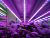 Aralab-Indoor-Vertical-Farming-Plant-Factory-for-Controlled-Environment-Agriculture_0105