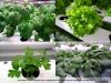 CÁMARA DE CULTIVO HIDROPÓNICO 3
