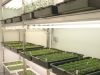 CÁMARA DE CULTIVO VISITABLE