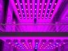 CÁMARAS DE CULTIVO CON LEDS 3