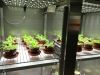 CÁMARAS DE CULTIVO REACH-IN